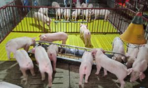 Công nghệ khử mùi hôi đỉnh cao trong ngành chăn nuôi Nhật.