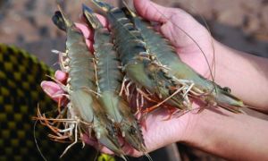 Tôm mua về đừng vội cho vào tủ lạnh: Thêm 1 thìa này, tôm để cả tháng vẫn tươi...