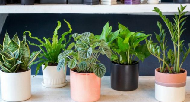 Người già khuyên: 5 cây cảnh này dù lớn đến đâu cũng nên trồng trong chậu nhỏ