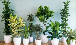 6 cây cảnh thủy canh đẹp rực rỡ, sáng long lanh, giúp hút lộc, vượng khí cho...