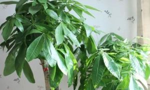 /thumb/thumb.php?src=images/stories/content/2023/01/11/1_nam-moi-den-trong-3-cay-phat-loc-trong-phong-khach-thi-con-chau-mai-giau-sang-3-cay-nay-la-cay-gi.jpg&w=300&h=180&zc=1&q=80&a=c