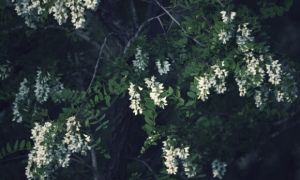 Cổ nhân nhắc nhở: 'Trồng 5 loại cây này ngoài sân là điềm xấu, gia đình không...