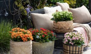 3 cây cảnh vượng tài, muốn phát tài, may mắn nhất định phải trồng một chậu,...