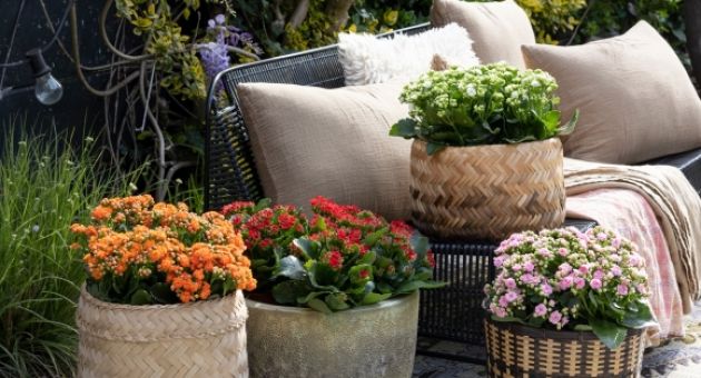 3 cây cảnh vượng tài, muốn phát tài, may mắn nhất định phải trồng một chậu,...