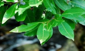 Tác dụng ít người biết của lá vối