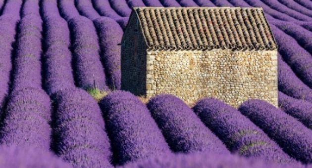 Chiêm ngưỡng cao nguyên hoa oải hương dài bất tận, đẹp nhất nước Pháp