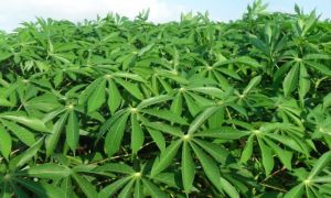 Một loại lá tưởng vứt đi, ai ngờ tốt cho sức khỏe, nước ngoài chi hàng trăm...