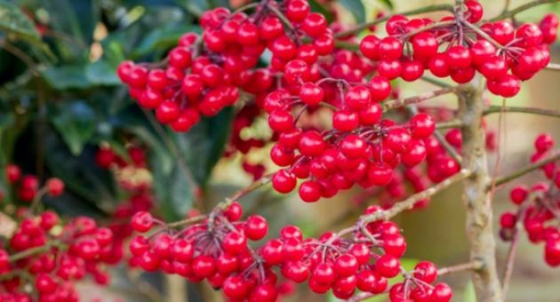 Trồng cây cảnh này như rước