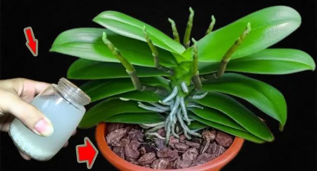 Bón cho cây lan bằng nước vo gạo như thế này để nó nở nhiều và lâu