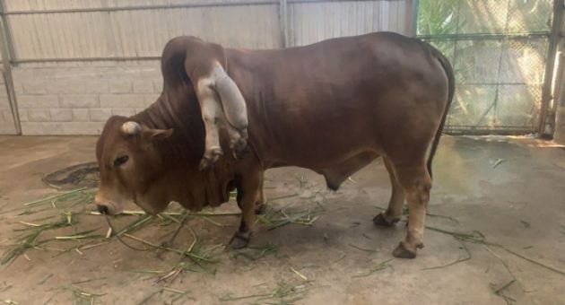 Con bò “độc nhất vô nhị” ở Thanh Hóa, được trả gần 6 tỷ đồng nhưng chủ nhân...