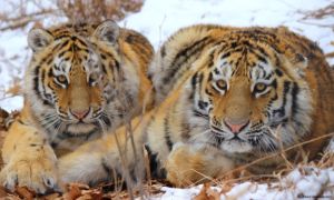 NASA lập bản đồ môi trường sống bảo vệ loài nguy cấp