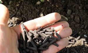 Khoa học: Nước tiểu con người là phân bón cực tốt cho cây