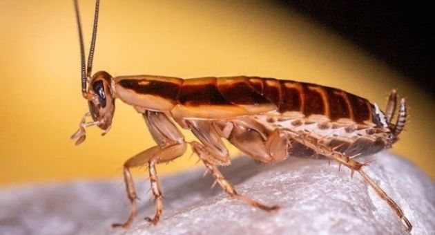 Gián Đức xâm chiếm thế giới như thế nào?