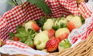 5 loại thực phẩm giúp cải thiện tâm trạng của bạn