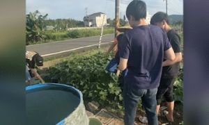 Nhóm lao động Việt xin rau của người phụ nữ Đài Loan, nhận phản ứng bất ngờ