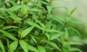 Ngỡ ngàng với loại rau thơm quen mặt ở Việt Nam hóa ra lại là vị thuốc quý