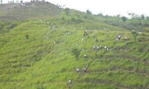 Philippines phá kỷ lục thế giới: Gieo 3,2 triệu cây xanh trong một giờ