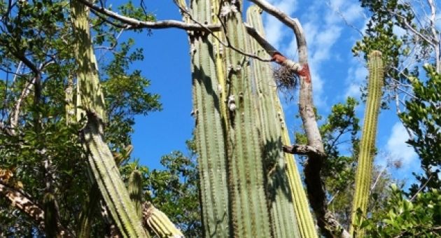 Loài xương rồng cao 6 mét chính thức tuyệt chủng do nước biển dâng cao