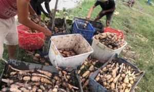 Loại củ lấy từ bùn hôi đang bán đầy chợ, giá 30.000 đồng/kg, chế đủ món ngon,...