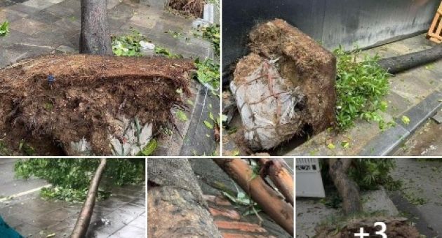 Tại sao cây xanh trên phố rất dễ bật gốc còn cây trong rừng không thể...