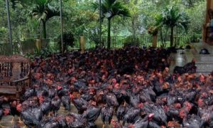 /thumb/thumb.php?src=images/stories/content/2024/09/12/1_hai-khong-giup-dam-bao-an-toan-ve-sinh-thuc-pham-mua-mua-lu.jpg&w=300&h=180&zc=1&q=80&a=c