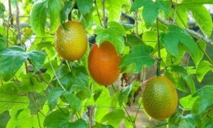 Loại quả “đến từ thiên đường” cực tốt cho sức khỏe, Việt Nam ở đâu cũng có