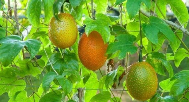 Loại quả “đến từ thiên đường” cực tốt cho sức khỏe, Việt Nam ở đâu cũng có