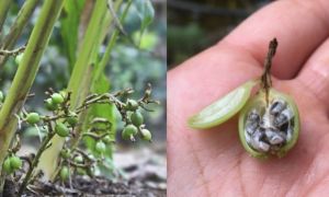 Việt Nam có loại cây gia vị đắt thứ 3 thế giới, không ngờ là “thuốc” bổ gan,...