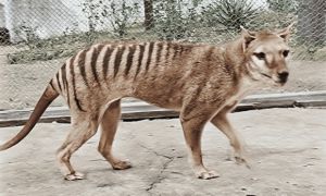 Ghép được bộ gene gần như hoàn chỉnh của loài hổ đã tuyệt chủng