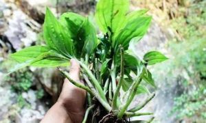 Cây dại mọc đầy ở Việt Nam, ra nước ngoài bán hơn nửa triệu/kg