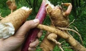 Loại củ 'đội lốt' nhân sâm, ăn vào là hôn mê, 90% người không biết