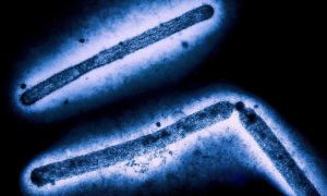 Vi rút H5N1 liên tục đột biến, nguy cơ lây lan nhanh ở người