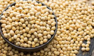 Loại hạt được ví như “thịt không xương”, siêu bổ dưỡng lại cực nhiều ở Việt Nam