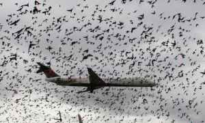 Thảm kịch máy bay kinh hoàng tại Hàn Quốc: Vì sao va chạm với chim lại nguy...