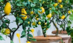 Bí quyết trồng chanh trong chậu sai quả