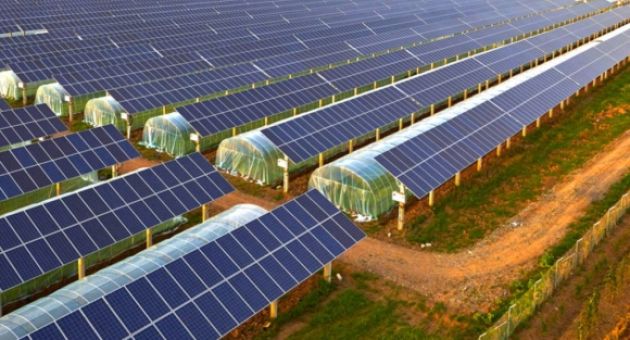 Cuộc cách mạng “nông điện” ở Đức: Khi năng lượng mặt trời gieo mầm cho một nền...