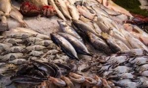 Loại cá này chứa 'chất gây ung thư hàng đầu'! Bác sĩ cảnh báo: Dù thèm đến mấy...