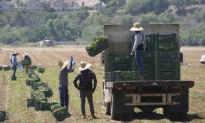 Mỹ nối lại truy quét nhập cư ở nông trại, khách sạn