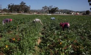 California, Mỹ: Truy quét nhập cư khiến nông sản thối rữa, nông trại lao đao