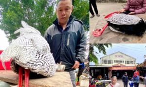 Gà lôi trắng quý hiếm từng bày bán công khai ở Nghệ An: Sự thật hé lộ từ phiên...